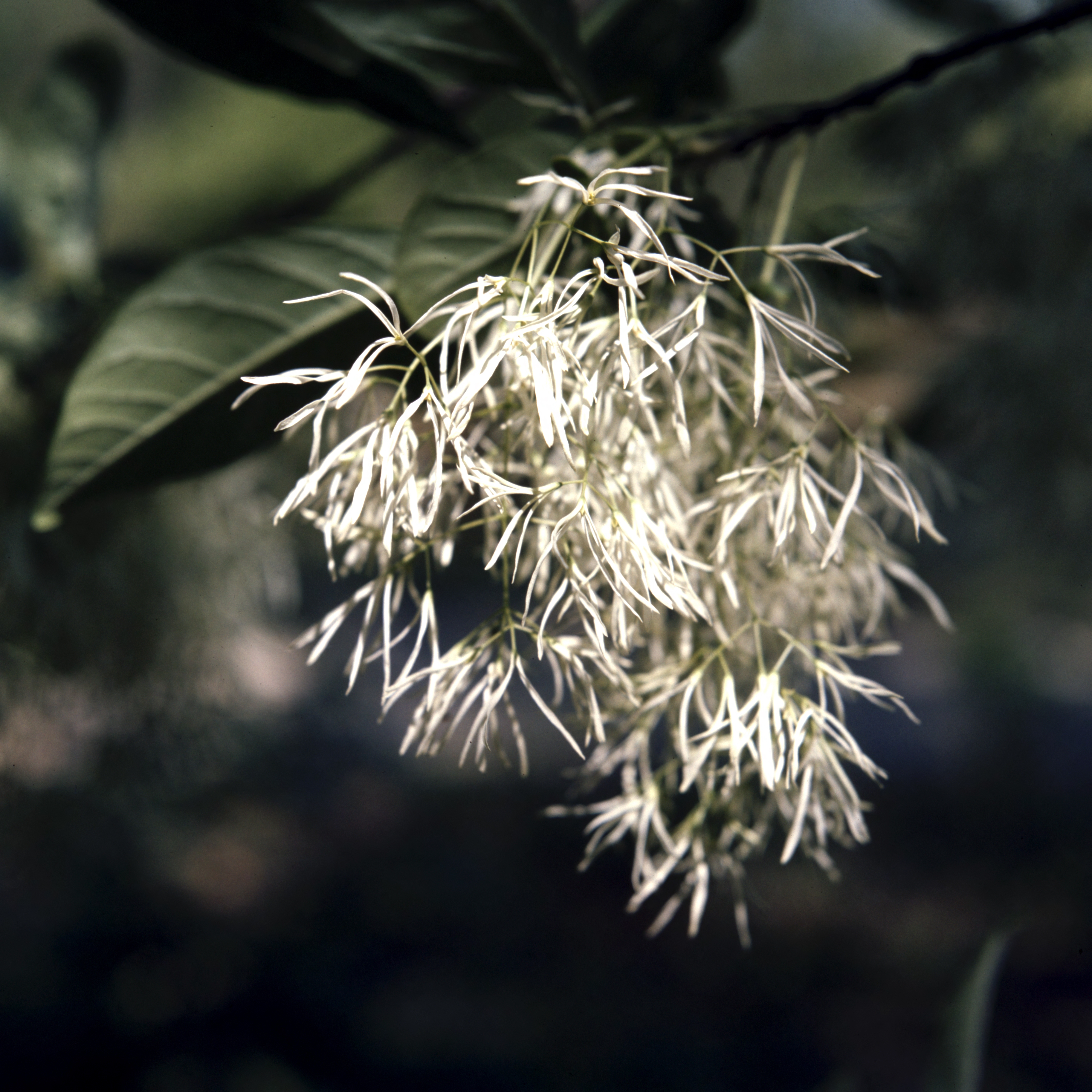 fringe tree